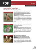 Addasiadau Anifeiliaid.pdf