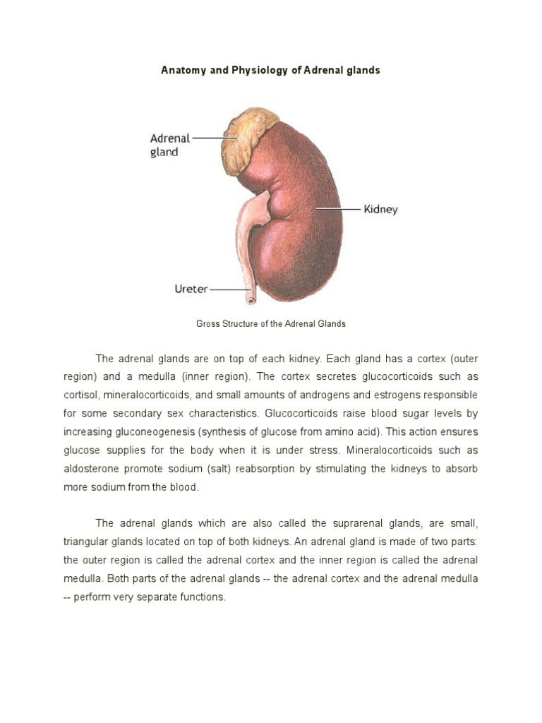 Anatomy and Physiology of Adrenal Glands | PDF | Adrenal Gland | Cortisol