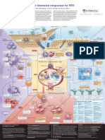 The Immune Response to HIV _Poster