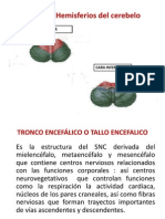 Anatomia Humana - Teoria Vi