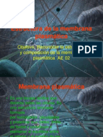 Estructura de La Membrana Plasmática