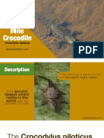 Nile Crocodile - A large African predator