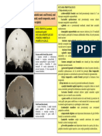 Sectiunea 6 Neurocraniul Partea I PDF