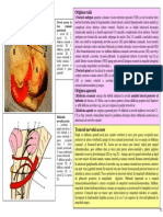 Sectiunea 16 Nervul Accesor Lantul Simpatic Spatiul Retrostilian PDF