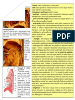 SECTIUNEA 24 FARINGE LARINGE.pdf