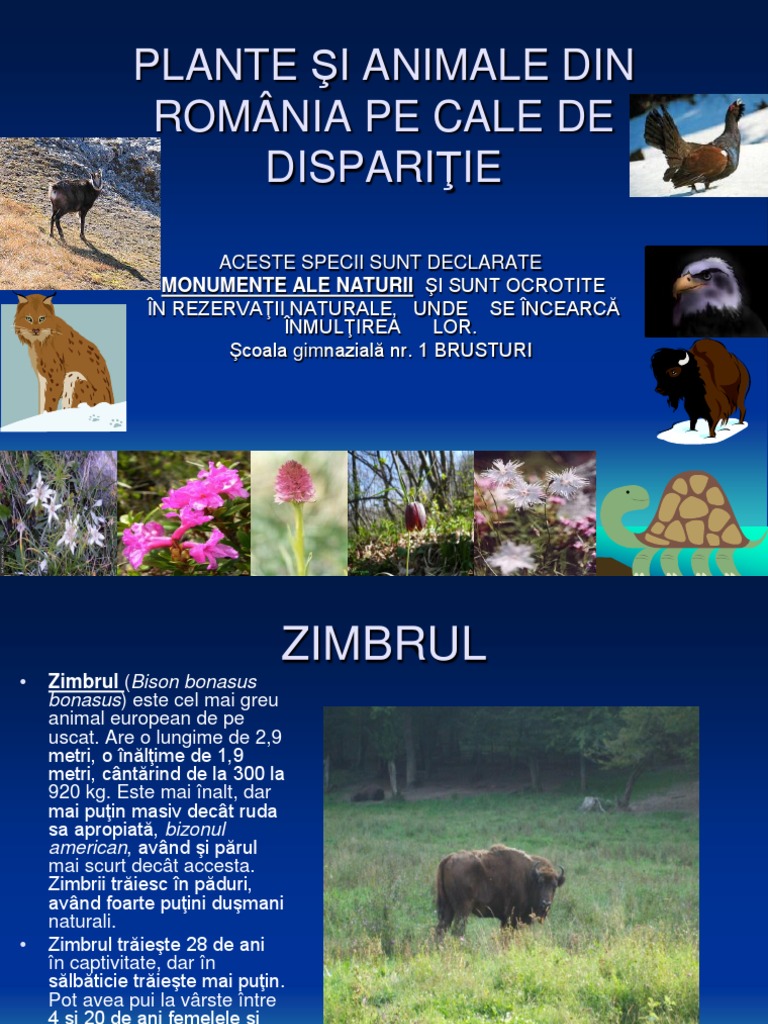 Plante Si Animale Din Romania Pe Cale De Disparitie