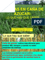 Lo Que Hay Que Saber Caña de Azúcar Malezas