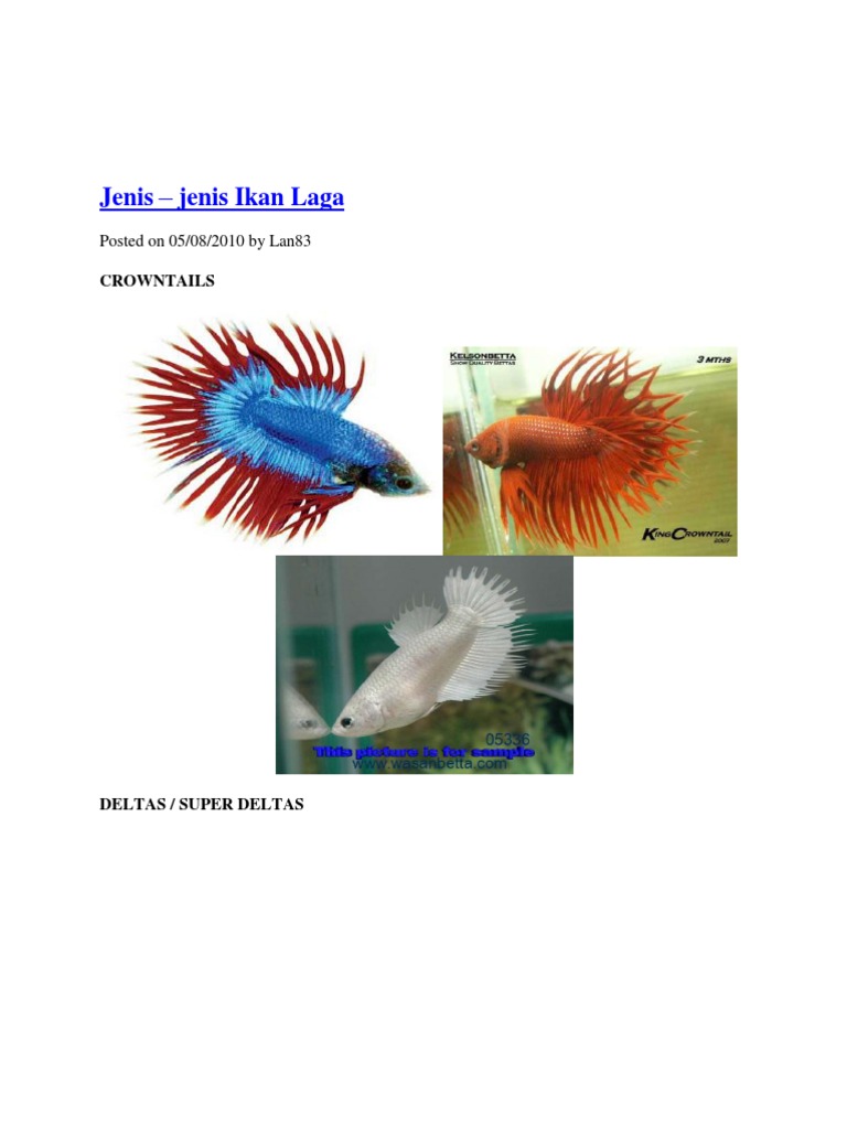 Assignment Ikan Laga  PDF