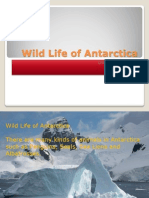 Wild Life of Antarctica