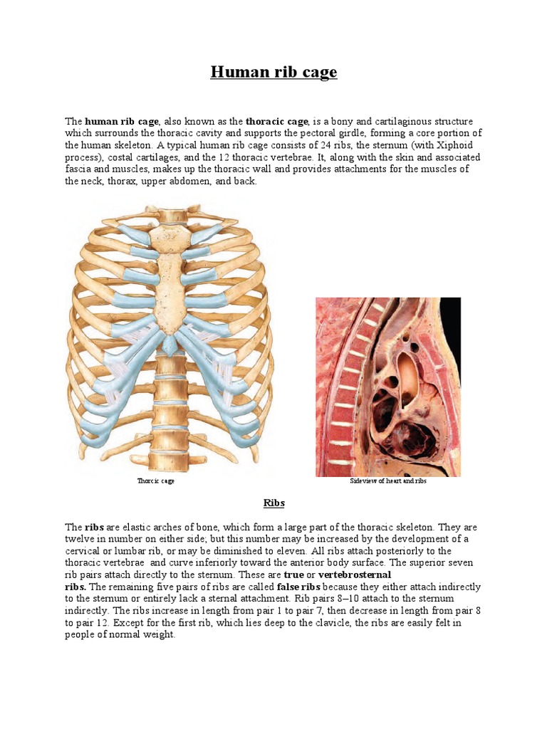 Human Anatomy Ribs Pictures - 3d illustration of human body ribs cage