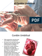 Formación del cordón umbilical ginecoobstetricia.pptx