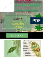 Protista Mirip Tumbuhan