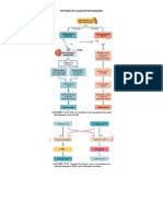 Pictures of Calcium Metabolism