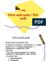 Citric Acid Cycle