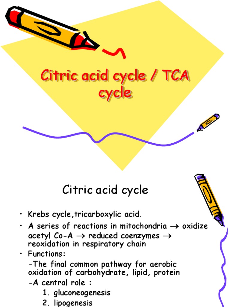 Overview of the Citric Acid Cycle | PDF | Citric Acid Cycle | Diet ...