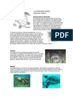 Tortuga Verde: Características, Tamaño, Hábitat y Anidación