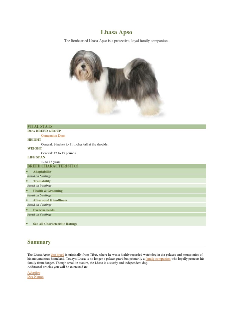 lhasa apso feeding guide