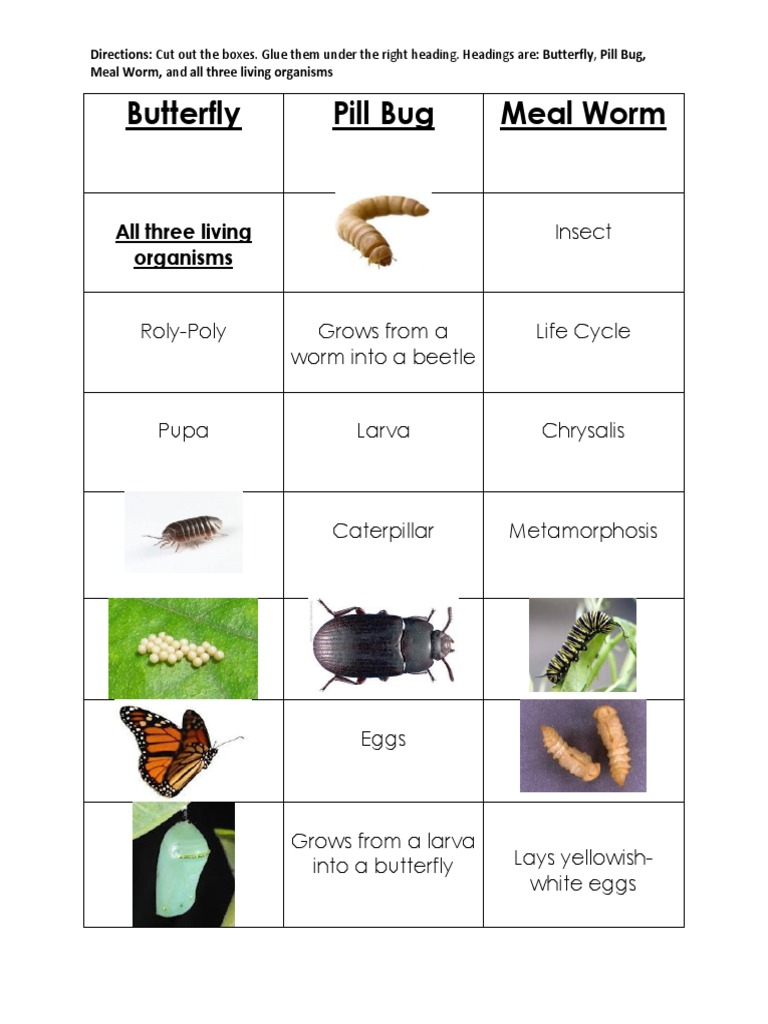 Picture-Word Sort - Life Cycles | PDF