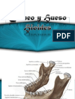 craneo y hueso hioides anatomia.pptx