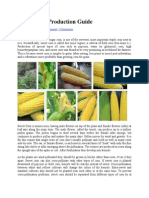 Sweet Corn Production Guide
