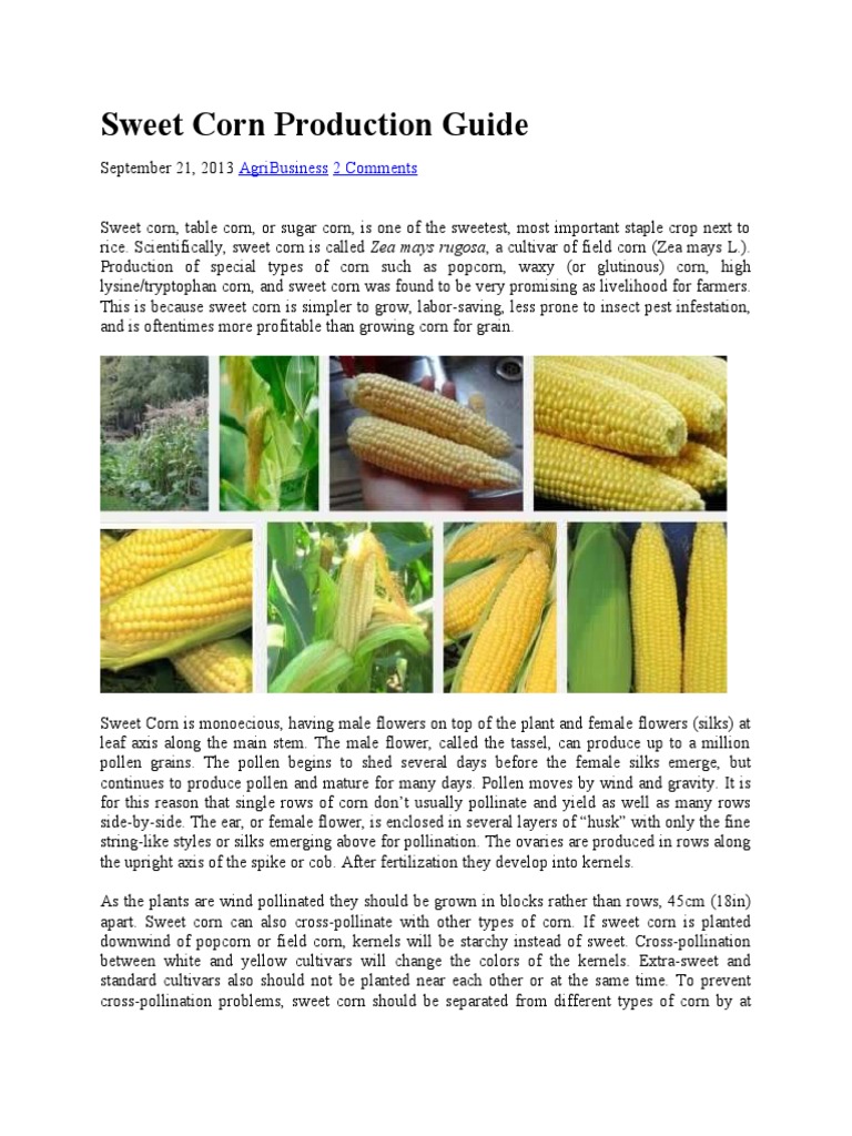 sweet corn business plan pdf