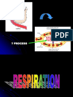 Respiration Biology