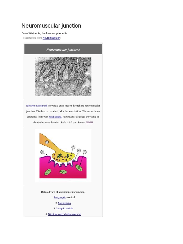 Neuromuscular junction essay image