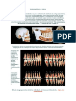 Anatomia Interna