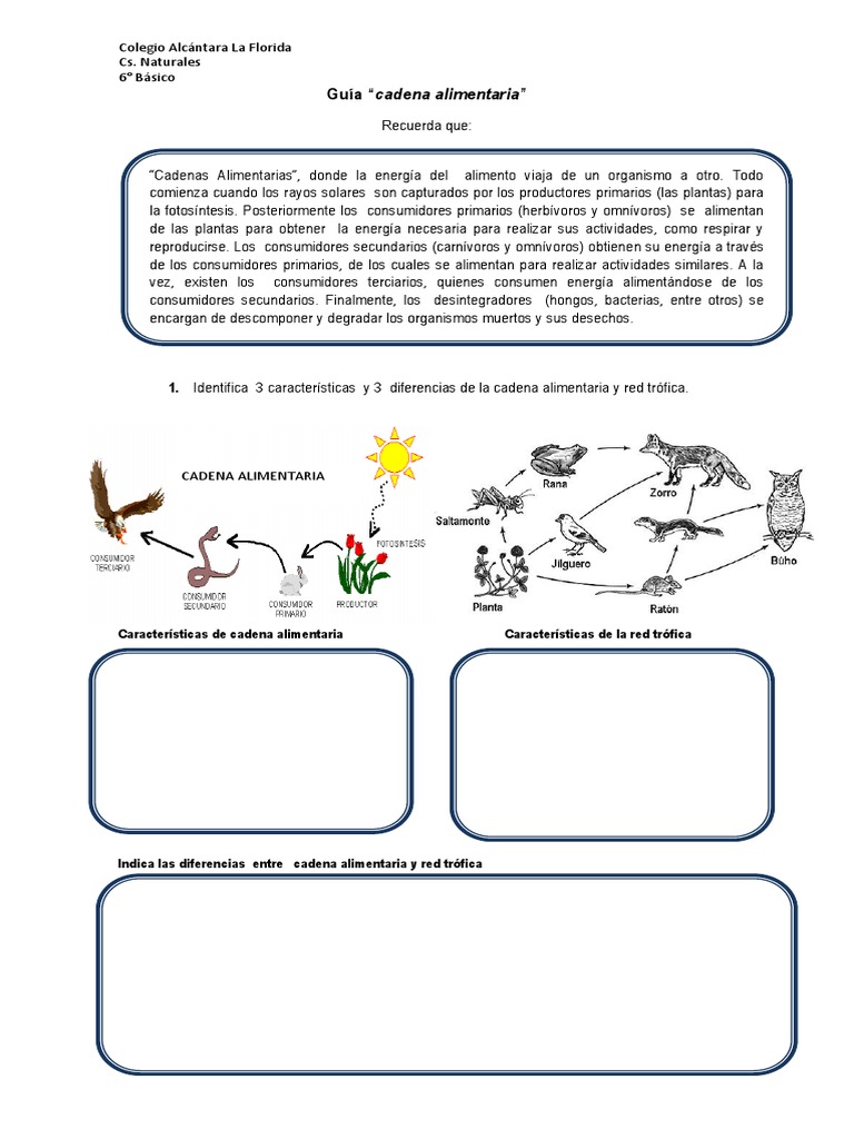 Guia Cadena Troficas | Red alimentaria | Nutrición