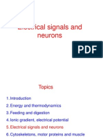 Neurons