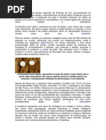 A mandioca é uma planta originária da América do Sul