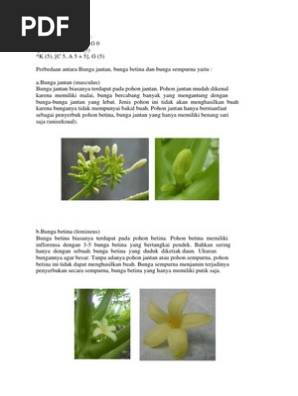 Gambar  Bunga  Jantan  Pepaya  Koleksi Gambar  Bunga   Gambar  Bunga  Jantan  Pepaya  Koleksi Gambar  Bunga