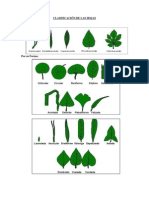 Clasificacion de Hojas