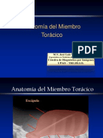 05 Anatomiembro Torácico