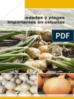 20130126104951 Bejo Enfermedades y Plagas Cebollas