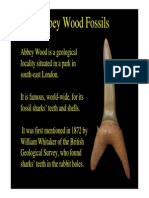 Fossils of Abbey Wood PDF