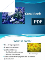 Coral Reefslauren