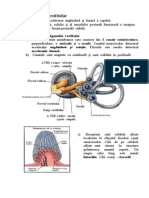 Analizatorul Vestibular