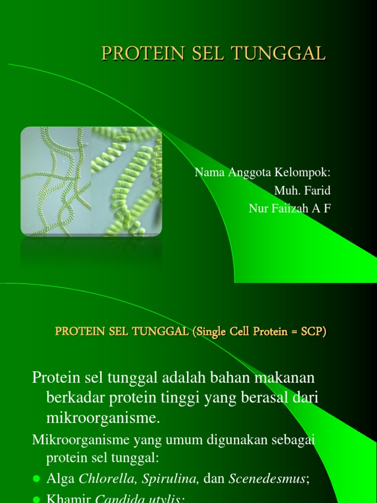 Apa yang dimaksud dengan protein sel tunggal