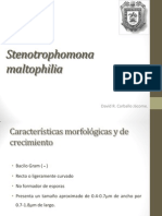 Stenotrophomona Maltophilia