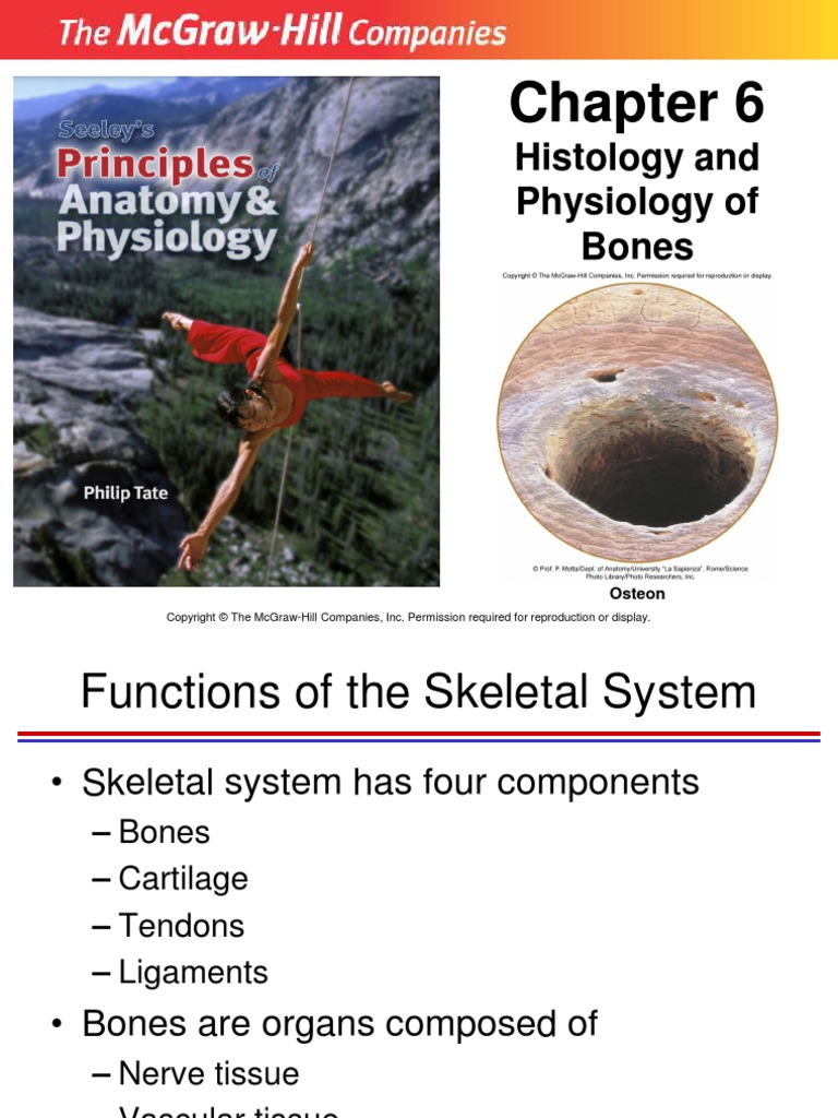 Histology and Physiology of Bones: Osteon | PDF | Bone | Osteoblast