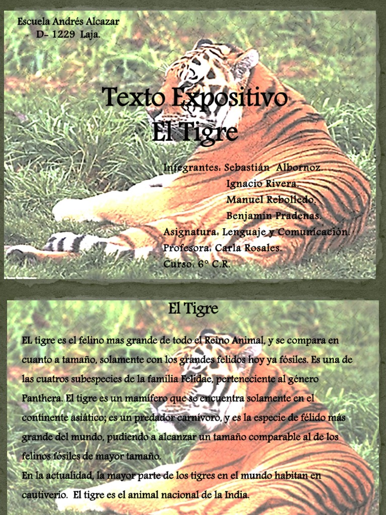 Texto Expositivo El Tigre | PDF | Tigre | Panthera