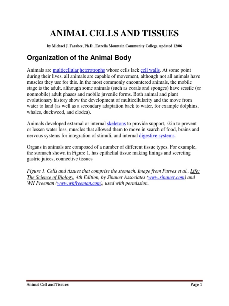 ANIMAL CELLS AND TISSUES Lecture Notes PDF | PDF | Epithelium | Tissue ...