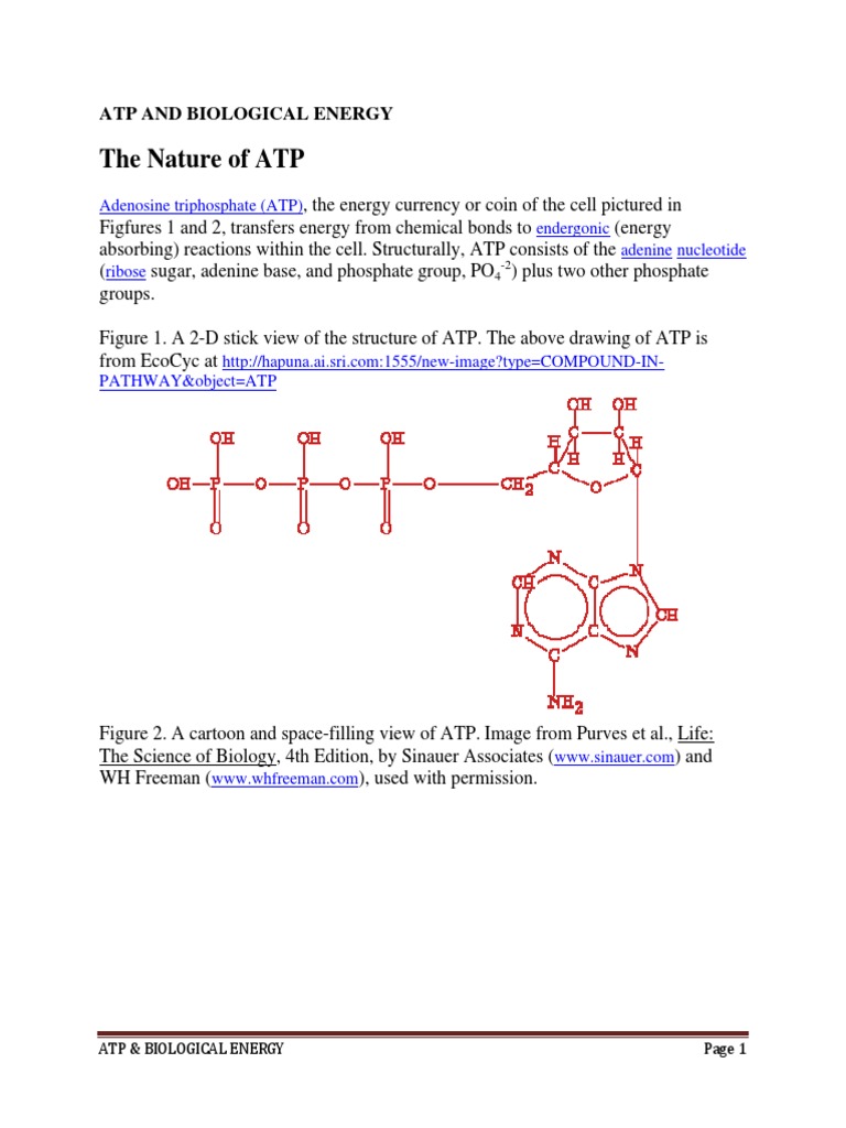 Atp and Biological Energy PDF | PDF | Adenosine Diphosphate | Adenosine ...