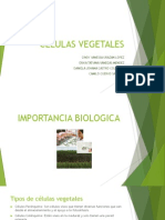 Celula Vegetal - FINAL