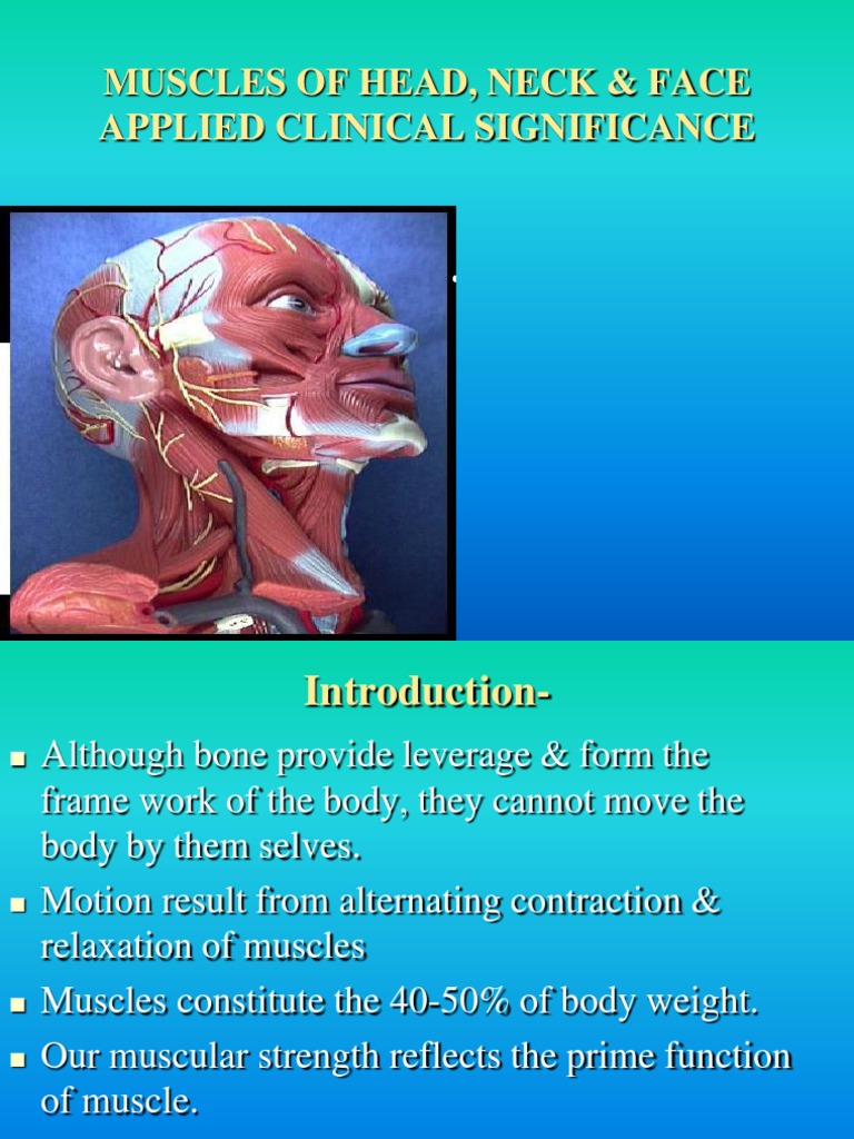 Head & Neck Muscle Anatomy Guide | PDF | Larynx | Tongue