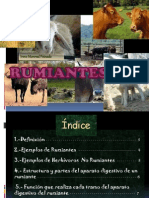 rumiantes-1208852997960896-9