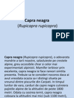 Capra-Neagra Pps