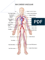 Sistema Cardio Vascular