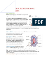Resumen Embrio 1er Certamen PDF